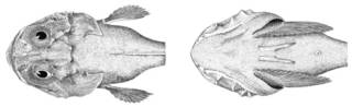 To NMNH Extant Collection (Cottunculus microps P03683 illustration)