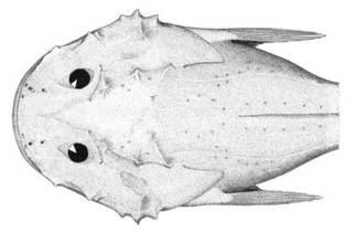 To NMNH Extant Collection (Cottunculus torvus P03687 illustration)
