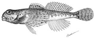 To NMNH Extant Collection (Cottus chamberlaini P03699 illustration)