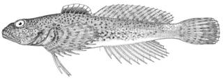To NMNH Extant Collection (Cottus gracilis P03701 illustration)