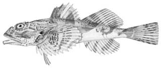 To NMNH Extant Collection (Cottus polyacanthocephalus P03719 illustration)