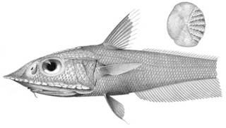 To NMNH Extant Collection (Coelorhynchus radcliffei P03346 illustration)