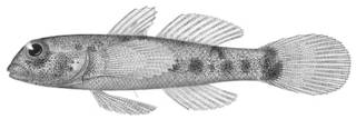 To NMNH Extant Collection (Coryphopterus corallina P03650 illustration)