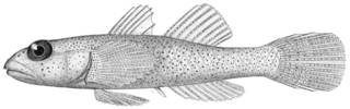 To NMNH Extant Collection (Coryphopterus muscarum P03653 illustration)