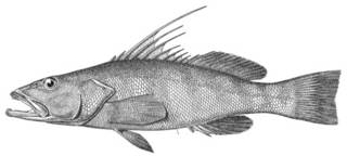 To NMNH Extant Collection (Cratinus agassizii P03731 illustration)