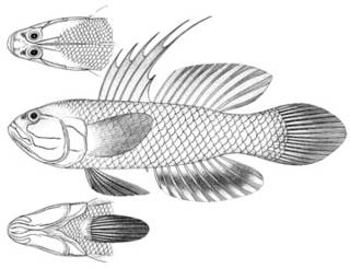 To NMNH Extant Collection (Cristatogobius felifer P03747 illustration)