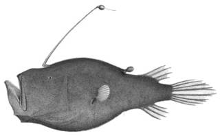 To NMNH Extant Collection (Cryptopsaras couesii P03785 illustration)