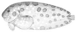 To NMNH Extant Collection (Crystallichthys cyclospilus P03795 illustration)