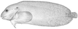To NMNH Extant Collection (Cyclogaster ingens P03857 illustration)