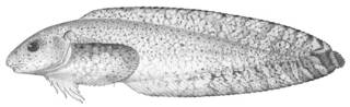To NMNH Extant Collection (Cyclogaster tessellatus P03863 illustration)