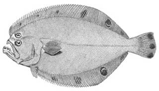 To NMNH Extant Collection (Cyclopsetta chittendeni P03867 illustration)