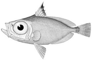 To NMNH Extant Collection (Cyttus hololepis P03985 illustration)
