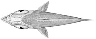 To NMNH Extant Collection (Cyttus hololepis P03986 illustration)