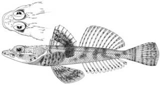 To NMNH Extant Collection (Cymbacephalus armatus P15712 illustration)