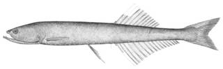 To NMNH Extant Collection (Cyclothone lusca P15713 illustration)