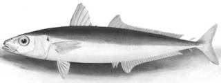 To NMNH Extant Collection (Decapterus canonoides P04160 illustration)