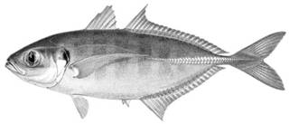 To NMNH Extant Collection (Decapterus lundini P04161 illustration)