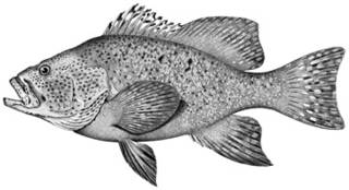 To NMNH Extant Collection (Dermatolepis zanclus P04186 illustration)