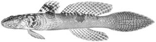 To NMNH Extant Collection (Doryptena okinawae P10039 illustration)