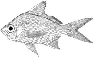To NMNH Extant Collection (Diapterus limnaeus P10216 illustration)