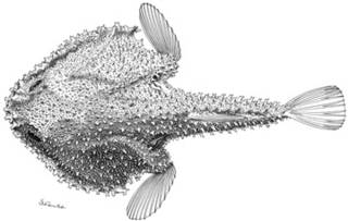 To NMNH Extant Collection (Dibranchus erythrinus P10224 illustration)