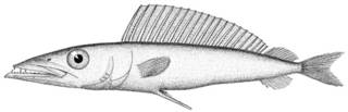 To NMNH Extant Collection (Dicrotus parvipinnis P10234 illustration)