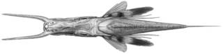 To NMNH Extant Collection (Dixiphistes macrorhynchus P10297 illustration)