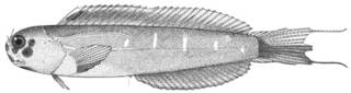 To NMNH Extant Collection (Ecsenius hawaiiensis P10184 illustration)