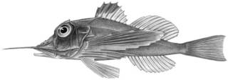 To NMNH Extant Collection (Dixiphichthys hoplites P10306 illustration)