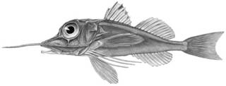 To NMNH Extant Collection (Dixiphistops megalops P10307 illustration)
