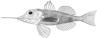 To NMNH Extant Collection (Dixiphistops megalops P15802 illustration)