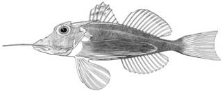 To NMNH Extant Collection (Dixiphichthys hoplites P15804 illustration)