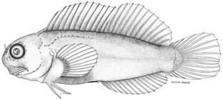 To NMNH Extant Collection (Ecsenius lividanalis P10186 illustration)