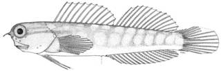 To NMNH Extant Collection (Ecsenius opsifrontalis P10187 illustration)