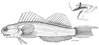 To NMNH Extant Collection (Ecsenius prooculis P10188 illustration)