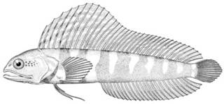 To NMNH Extant Collection (Emblemaria nivipes P10339 illustration)