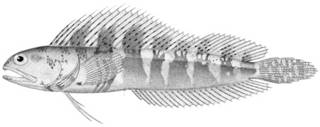 To NMNH Extant Collection (Emblemaria atlantica P10340 illustration)