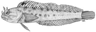 To NMNH Extant Collection (Emblemaria bicirrus P10342 illustration)