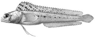 To NMNH Extant Collection (Emblemaria pandionis P10343 illustration)