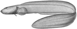 To NMNH Extant Collection (Embryx parallelus P10346 illustration)