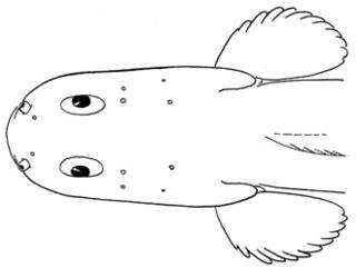 To NMNH Extant Collection (Embryx parallelus P10347 illustration)