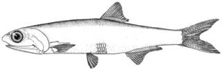 To NMNH Extant Collection (Engraulis anchoita P10366 illustration)