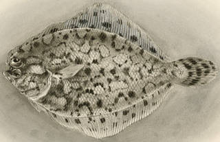 To NMNH Extant Collection (Engyprosopon arenicola P10372 illustration)