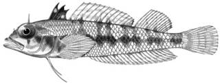To NMNH Extant Collection (Enneapterygius corallicola P10379 illustration)