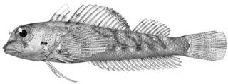 To NMNH Extant Collection (Enneapterygius hudsoni P10382 illustration)