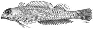 To NMNH Extant Collection (Enneapterygius tusitalae P10384 illustration)