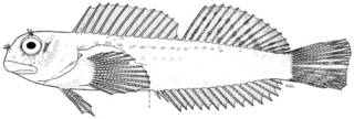 To NMNH Extant Collection (Entomacrodus cymatobiotus P10401 illustration)