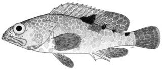 To NMNH Extant Collection (Epinephelus spilotoceps P10500 illustration)