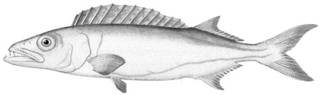 To NMNH Extant Collection (Epinnula magistralis P10525 illustration)