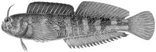 To NMNH Extant Collection (Entomacrodus stellifer P15837 illustration)